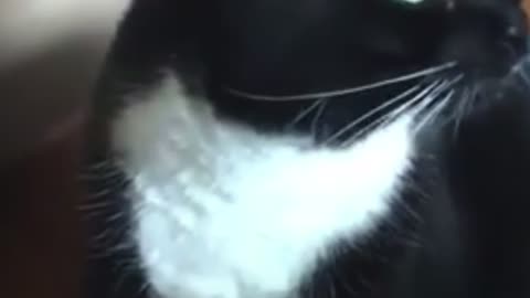 Clever cat trying to talk