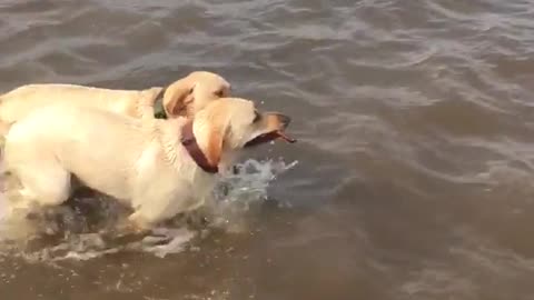Two labradors carry stick out of water together