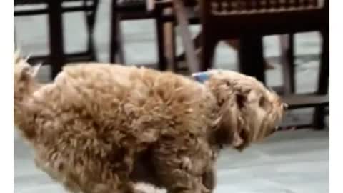 Cute dog's reaction upon seeing it's owner!!! # short