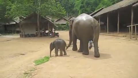 Three weeks old Baby Elephants exploring his territory