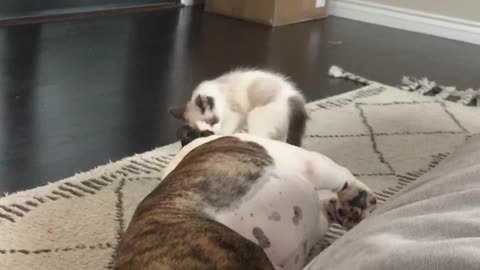Kitten mimics bulldog brother