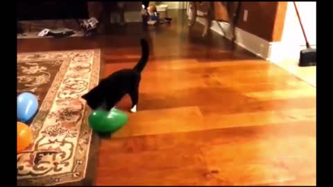 The cat escapes from the balloon
