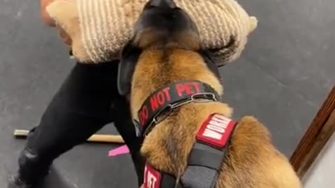 Brain training for dogs
