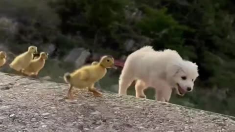 Cute Puppy and duck relations