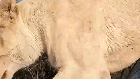 Naughty WHITE LION Jumps on Car #lion #animal #wildlife