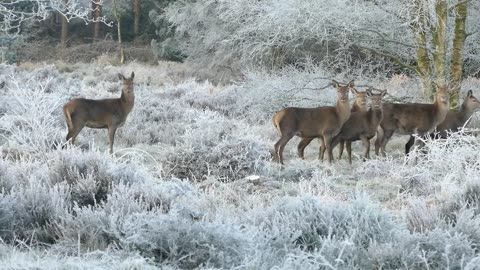 Snow Deers Escaping From Predators