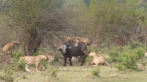 Chiawa Camp lioness training youngsters to hunt buffalo jockey style