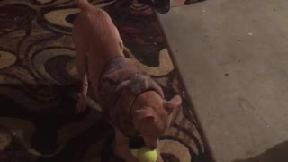 Dog playing with ball and trying to catch it