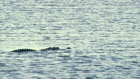 alligator swimming away