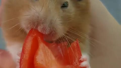 Charming hamster eating rosy red tomato with speed