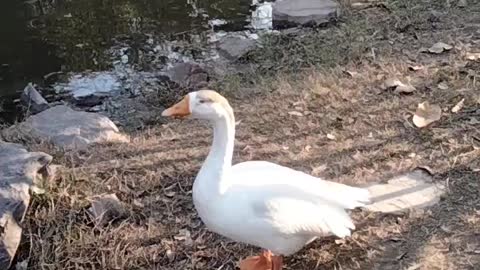 White Goose 🦆 Video By Kingdom of Awais
