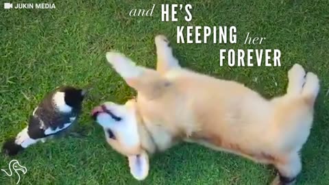 Corgi Puppy Is Completely Obsessed With His Bird Friend