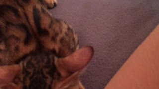 Cat Bites Woman's Crotch