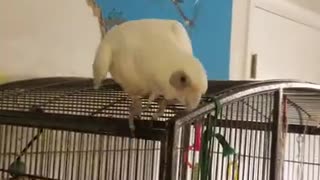 Cockatoo Throws Fit Over Cardboard