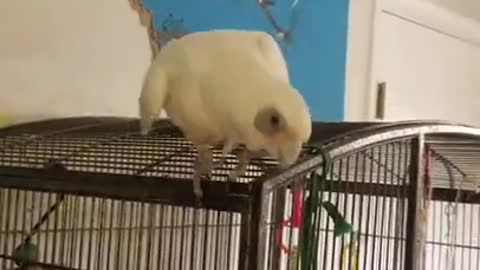 Cockatoo Throws Fit Over Cardboard