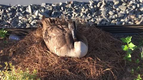 Goose Learns About Voting in America