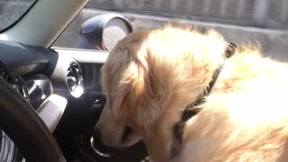Golden Retriever Assists Owner With Driving Duties