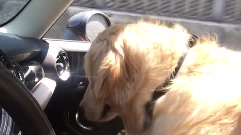Golden Retriever Assists Owner With Driving Duties
