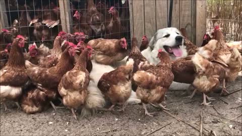 This Big Pooch Is Best Friend With These Hens