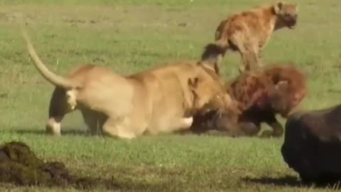 Fierce Battle between lion and Hyenas