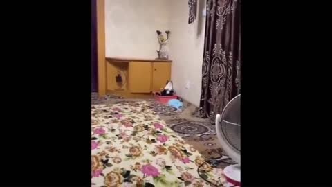 Cats funny videos