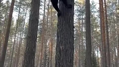 Black Panther Chasing Ball Up Tree in Slow Motion #shorts