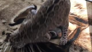 Baby cheetah playing the ball at living room