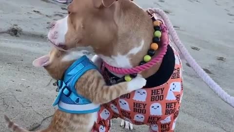 Adorable dog & cat siblings hugging on the beach