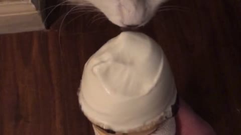 I’ve cream kitty
