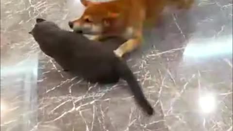 Funny Animal Video