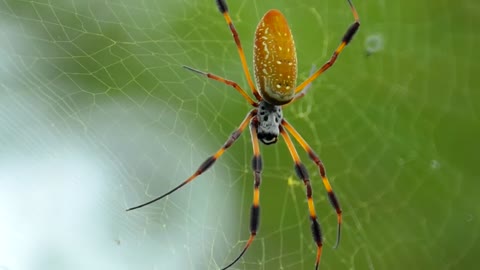 Golden Orb Weaver