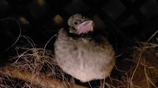 Rescued baby bird all set up for the night with his human friend