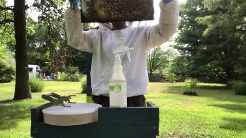 S2E42. July 15, 2019 Hives 8,7,6 & 5 (new mated queen?)