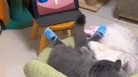 Cat And Cartoon - Funny Video😍😂🐱
