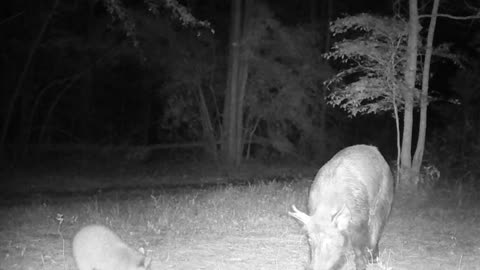 Texas Night Hog's & Deer Weekly, 4/19/24