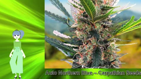 Auto Northern Blue – Carpathian Seeds