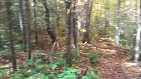 Autumn Hike Filmed With Samsung Galaxy