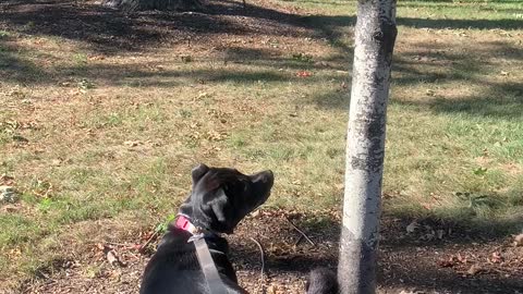 Bailey wants to join the squirrels