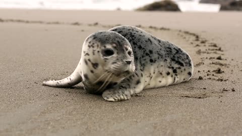 Baby Seal