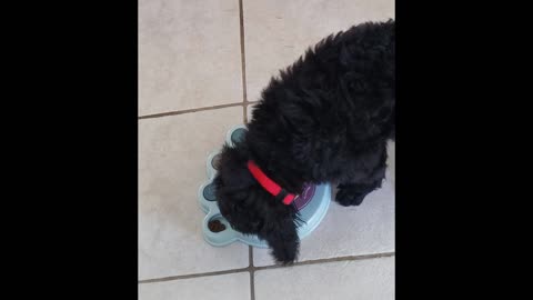 Poodle Plays - With Food Puzzle