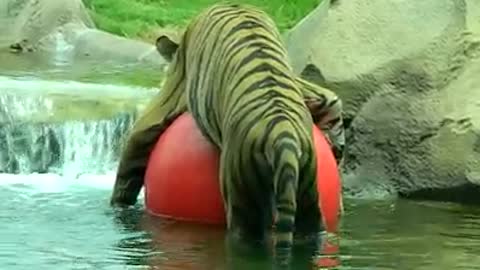Tiger Playing With Beach Ball