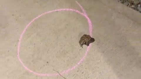Frog won't leave the circle 🐸