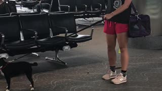 Dog Poops in Airport Terminal