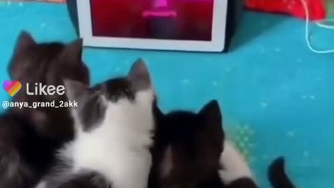 Cute And Funny Cat-TikTok Trendings