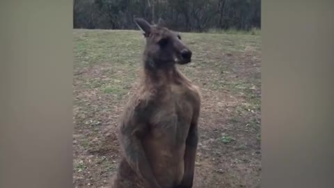 Kangaroo trying to break the window to enter people's home!