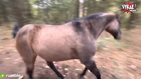 Horse kicks tree, farts on dogs then runs away. || ViralNEWS