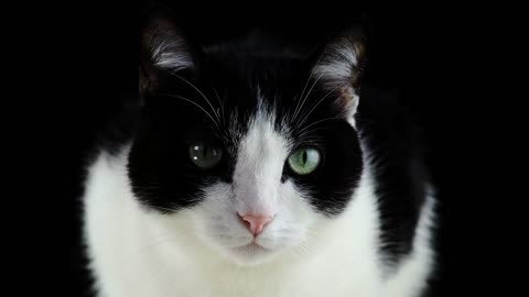 Cute cat black & white