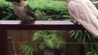 Kookaburra Ignores Noisy Neighbor