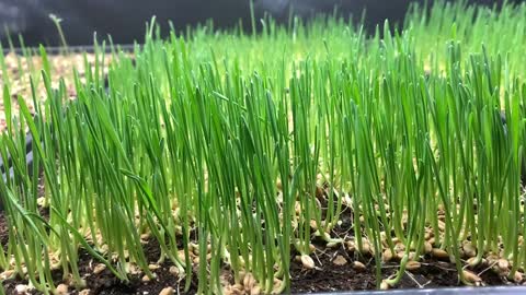 Wheatgrass is almost there!