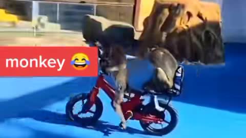 funny video monkey is the great